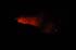 bigisland-156