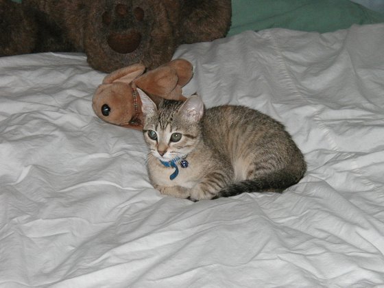 kitty-34