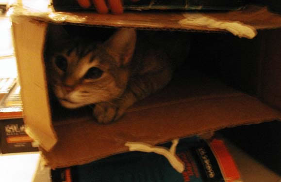 stoopid_cat-06