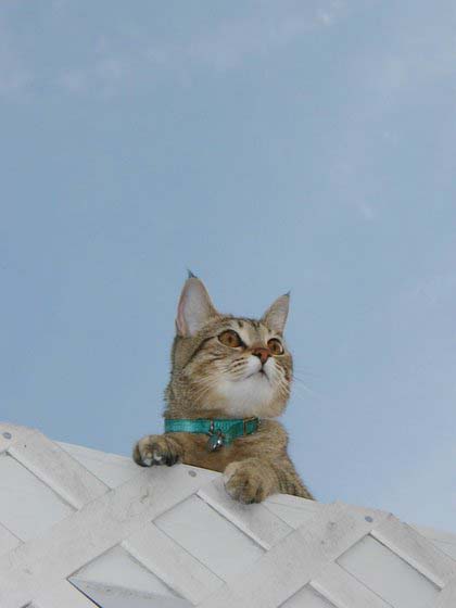 stoopid_cat-15