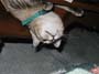 stoopid_cat-10