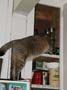 stoopid_cat-19