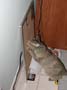 stoopid_cat-21