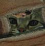stoopid_cat-27