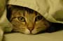stoopid_cat-33